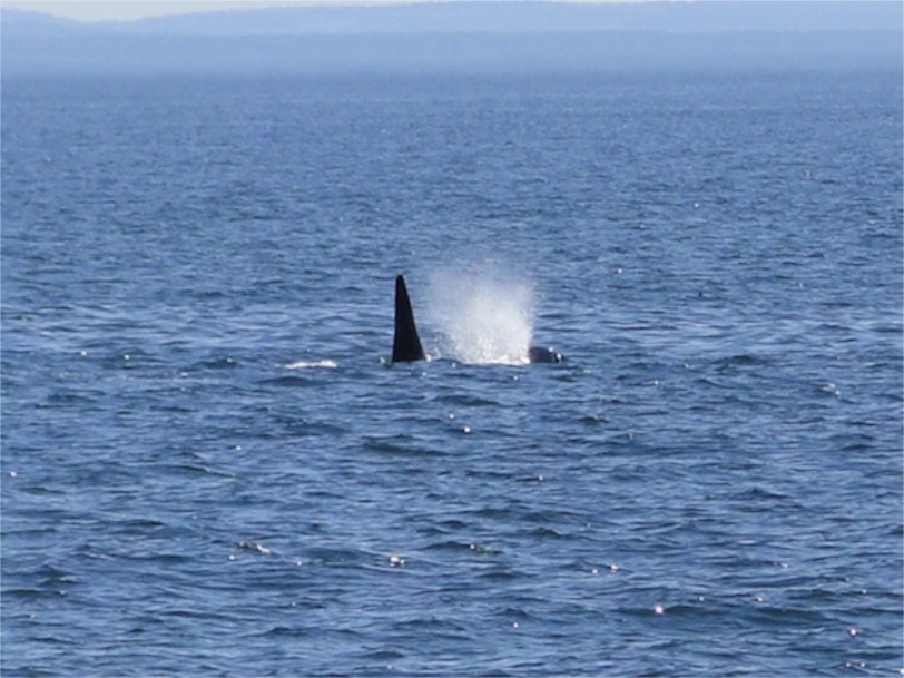 Orca Breaching