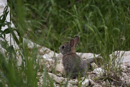 Rabbit at Deerfield