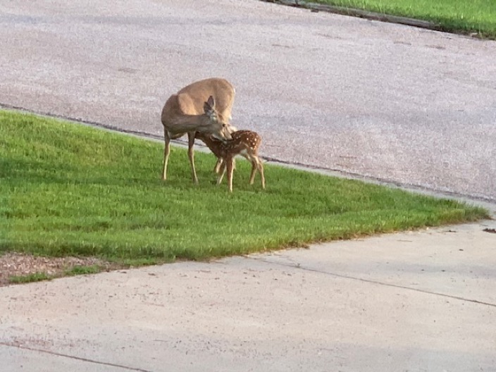june 19 2019 deer