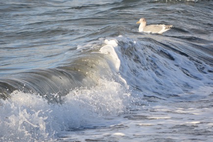 surfingseagull